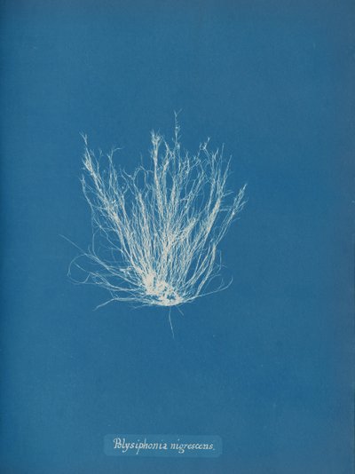 Polysiphonia nigrescens ، كاليفورنيا. 1853 بواسطة آنا أتكينز