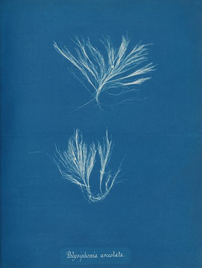 Polysiphonia urceolata ، كاليفورنيا. 1853. بواسطة آنا أتكينز