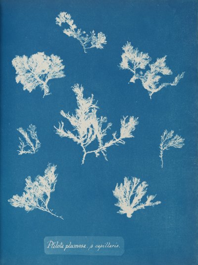 Ptilota plumosa. ß الشعيرات الدموية ، تقريبًا. 1853. بواسطة آنا أتكينز