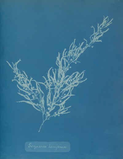 Sargassum bacciferum ، كاليفورنيا. 1853. بواسطة آنا أتكينز