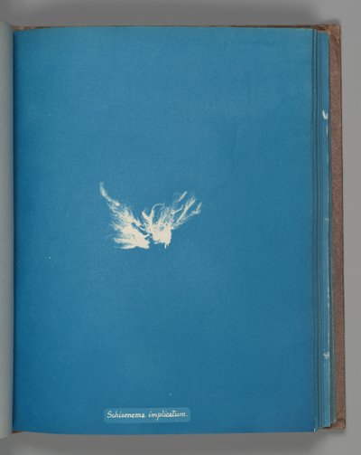 مجمع شيزونيما ، كاليفورنيا. 1853 بواسطة آنا أتكينز
