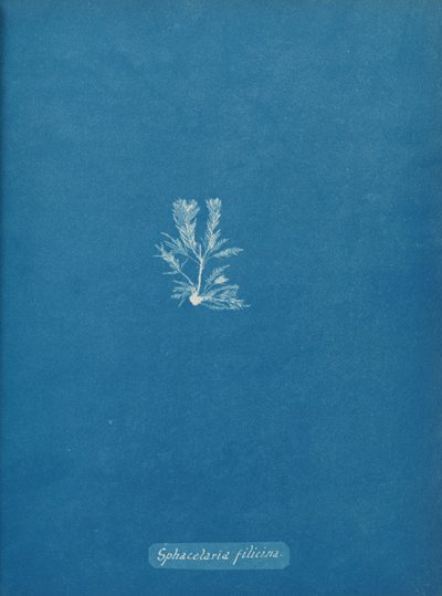 Sphacelaria filicina ، كاليفورنيا. 1853. بواسطة آنا أتكينز