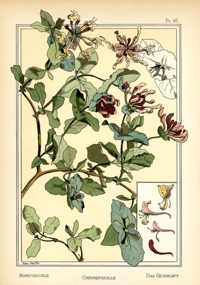 زهر العسل بواسطة آنا مارتن
