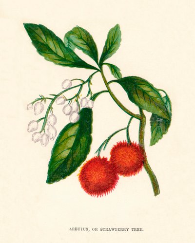 أربوتوس ، أو شجرة الفراولة ، c1891 ، 1891 بواسطة آن برات