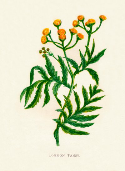 Tansy المشترك ، c1891 ، 1891 بواسطة آن برات