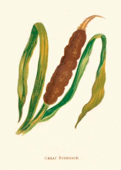 جليل ريدميس ، c1891 ، 1891 بواسطة آن برات