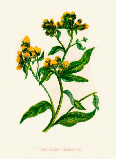Ploughmans Spikenard ، c1891 ، 1891 بواسطة آن برات