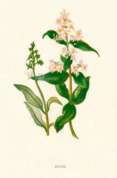 برفيه ، c1891 ، 1891 بواسطة آن برات