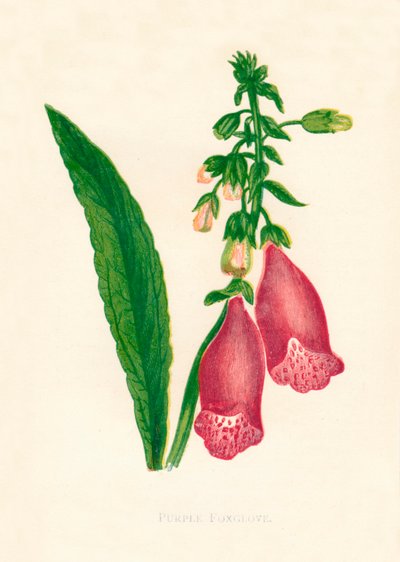 الأرجواني Foxglove ، c1891 ، 1891. بواسطة آن برات