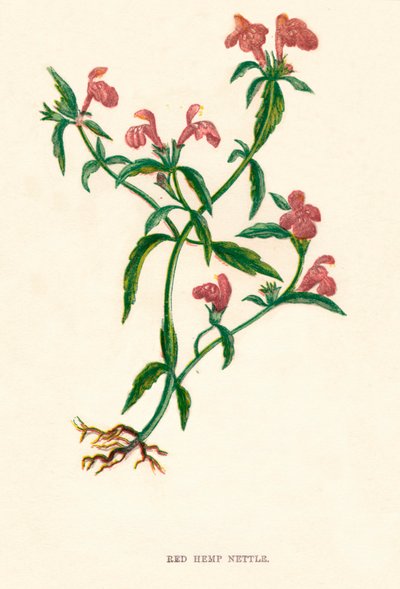 نبات القراص الأحمر ، c1891 ، 1891 بواسطة آن برات