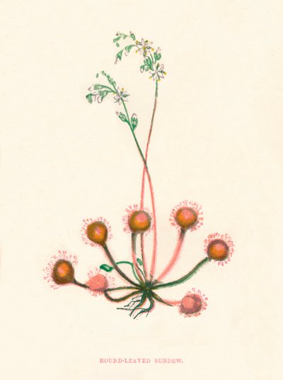 Round Leaved Sundew، c1891، 1891 بواسطة آن برات