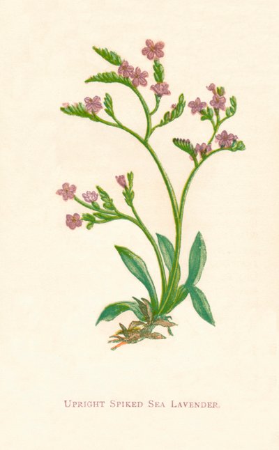 منتصب منتفخ البحر لافندر ، c1891 ، 1891 بواسطة آن برات
