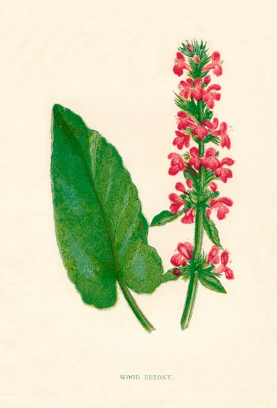 خشب بيتوني ، c1891 ، 1891 بواسطة آن برات