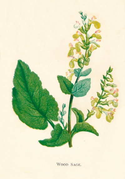 وود سيج ، c1891 ، 1891 بواسطة آن برات
