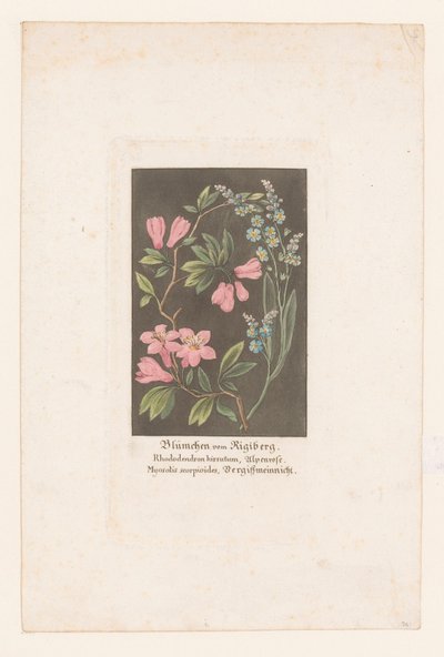 ارتفع جبال الألب وننسى لي ليس من ريجي Blümchen vom Rigiberg (العنوان على الكائن) بواسطة هاينريش كيلر (ربما)