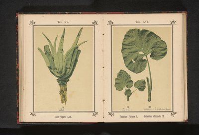 ورقة حشيشة السعال وورقة حشيشة السعال Tussilago Farfara L. Petasites officinalis M. (العنوان على الكائن) بواسطة جيه كوسل
