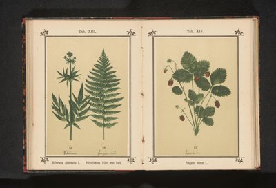 Bosaardbei Fragaria vesca L. (العنوان على الكائن) بواسطة جيه كوسل