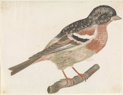 يحتفظ ذكر (Fringilla montifringilla) على فرع إلى اليمين بواسطة جوهان تيلر