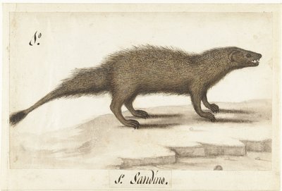 النمس المصري Herpestes ichneumon / Sandino / Egyptian Mongoose (العنوان على الكائن) ألبوم لومبارد (عنوان المسلسل) بواسطة مجهول