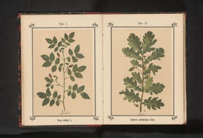 إيكينتاك Quercus pedunculata Ehrh. (العنوان على الكائن) بواسطة جيه كوسل