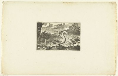 الأوز والبط بجانب النهر Volatilium varii generis (...] (عنوان السلسلة) بواسطة كلايس جانز. فيشر (الثاني)