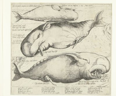 حوت تقطعت به السبل في أنتويرب عام 1577 Ware ung eigentliche contrafactur eines wallfisches gefangen in der scheldt nitt Weit von Antorff Am 2 Julij. Anno 1577 (العنوان على الكائن) بواسطة هانز سيبماشر (رفض الإسناد)