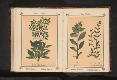 الحشيش الرئوي المرقط وعشب الخنزير الشائع Pulmonaria officinalis L. Polygonum aviculare L. (العنوان على الكائن) بواسطة جيه كوسل