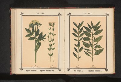 انجليكا المشتركة والقرنطور الحقيقية Angelica silvestris L. Erythraea Centaurium Pers (العنوان على الجسم) بواسطة جيه كوسل