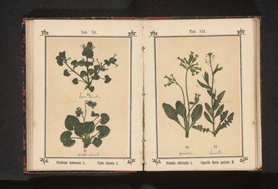 زهرة الربيع الذهبية ومحفظة الراعي Primula officinalis L. Capsella Bursa pastoris M. (العنوان على الكائن) بواسطة جيه كوسل
