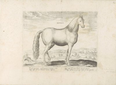 Hengst uit Anatolië ولد (العنوان على وجوه) Paardenrassen uit de Koninklijke stallen van Don Juan van Oostenrijk (عنوان المسلسل) الحصان الذي فيه جميع أنواع النبلاء: سلوك خيول متميز من مختلف أنحاء العالم مختار (...) (عنوان المسلسل على o بواسطة جان فان دير سترايت