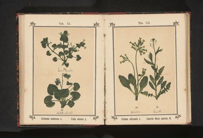 هرولة الكلب وبنفسج مارس Glechoma hederacea L. Viola odorata L. (العنوان على الكائن) بواسطة جيه كوسل