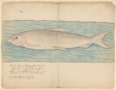 الصياح (Coregonus oxyrinchus) بواسطة مجهول