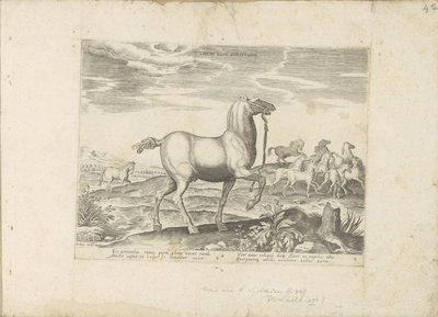 كودي وايلد باردين سباق الخيل للأطفال (العنوان على الكائن) Paardenrassen uit de Koninklijke stallen van Don Juan van Oostenrijk (عنوان المسلسل) حصان فيه جميع أنواع النبلاء: يتم اختياره من مختلف أنحاء العالم وتتميز بسلوك الخيول (...) بواسطة جان فان دير سترايت