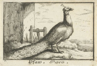 المناظر الطبيعية مع الطاووس Pfaw ، Pavo (العنوان على الكائن) بواسطة ألبرت فلمش