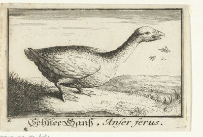 المناظر الطبيعية مع أوزة برية Schnee Gans ، Anfer ferus. (العنوان على الكائن) بواسطة ألبرت فلمش