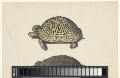 ألبوم Landschildpad Lombard (عنوان السلسلة) بواسطة مجهول