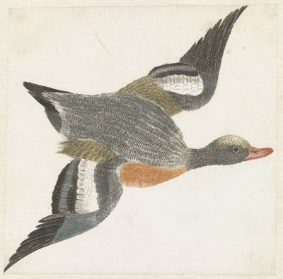 Wigeon تطير إلى اليمين بواسطة مجهول