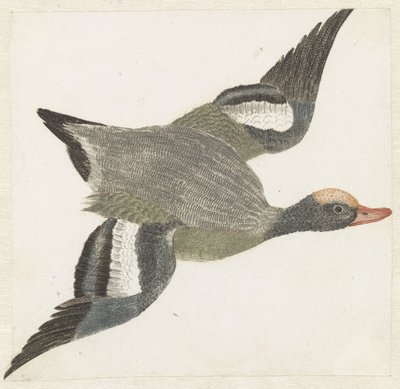 Wigeon تطير إلى اليمين بواسطة مجهول