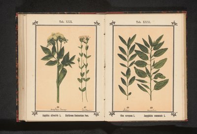غصن زيتون وغصن لوز Olea europaea L. Amygdalus communis L. (العنوان على الكائن) بواسطة جيه كوسل