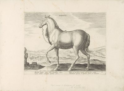 Paard uit Albanië ألبانوس (العنوان على الكائن) Paardenrassen uit de Koninklijke stallen van Don Juan van Oostenrijk (عنوان المسلسل) الحصان الذي فيه جميع أنواع النبلاء: تم اختيار سلوك خيول متميز من مختلف أنحاء العالم (...) (عنوان المسلسل على الهدف بواسطة هندريك جولتزيوس (رفض الإسناد)