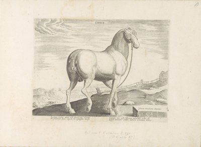 حصان من كورسيكا القلب (العنوان على الكائن) Paardenrassen uit de Koninklijke stallen van Don Juan van Oostenrijk (عنوان المسلسل) الحصان الذي فيه جميع أنواع النبلاء: تم اختيار سلوك خيول متميز من مختلف أنحاء العالم (...) (عنوان السلسلة على obje بواسطة هندريك جولتزيوس (رفض الإسناد)