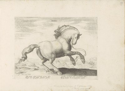 Paard uit Denemarken Danus (العنوان على الكائن) Paardrassen uit de Koninklijke stallen van Don Juan van Oostenrijk (عنوان السلسلة) الحصان ، الذي فيه كل سلالة نبيلة: سلوك الخيول المختارة من أجزاء مختلفة من العالم (...) ( عنوان المسلسل على ob بواسطة هندريك جولتزيوس (رفض الإسناد)