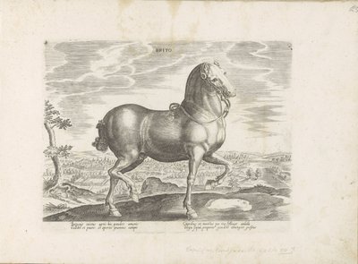 Paard uit Engeland بريتو (العنوان على الكائن) Paardenrassen uit de Koninklijke stallen van Don Juan van Oostenrijk (عنوان المسلسل) الحصان الذي فيه جميع أنواع النبلاء: تم اختيار سلوك خيول متميز من مختلف أنحاء العالم (...) (عنوان السلسلة على obje بواسطة جان فان دير سترايت