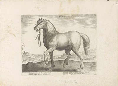Paard uit Gulik (جولياكوس) جوليا (العنوان على الكائن) Paardenrassen uit de Koninklijke stallen van Don Juan van Oostenrijk (عنوان المسلسل) الحصان الذي فيه جميع أنواع النبلاء: يتم اختياره من مختلف أنحاء العالم وتتميز بسلوك الخيول (...) (سلسلة من بواسطة هندريك جولتزيوس (رفض الإسناد)