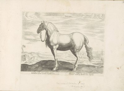 Paard uit Noord-Italië Insuber (العنوان على الكائن) Paardenrassen uit de Koninklijke stallen van Don Juan van Oostenrijk (عنوان المسلسل) الحصان الذي فيه كل أنواع النبلاء: سلوك خيول متميز من مختلف بقاع العالم مختار (...) (عنوان المسلسل س) بواسطة هندريك جولتزيوس (رفض الإسناد)