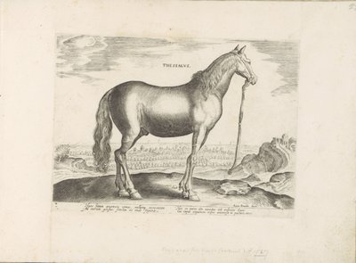 Paard uit Thessalië ثيساليا (العنوان على الكائن) Paardenrassen uit de Koninklijke stallen van Don Juan van Oostenrijk (عنوان المسلسل) الحصان الذي فيه جميع أنواع النبلاء: تم اختيار سلوك خيول متميز من مختلف بقاع العالم (...) (عنوان المسلسل على بواسطة جان فان دير سترايت