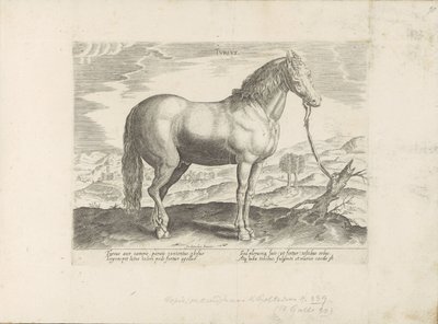 Paard uit Turkije التركية (العنوان على الكائن) Paardenrassen uit de Koninklijke stallen van Don Juan van Oostenrijk (عنوان المسلسل) الحصان الذي فيه جميع أنواع النبلاء: تم اختيار سلوك خيول متميز من مختلف أنحاء العالم (...) (عنوان السلسلة على obje بواسطة هندريك جولتزيوس (رفض الإسناد)