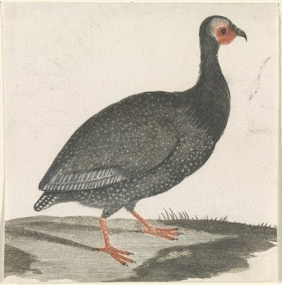 طير غينيا بواسطة مجهول