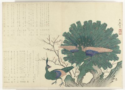 الطاووس ألبوم Shijo-surimono من الفترة 1840-1900 (عنوان السلسلة) بواسطة مجهول