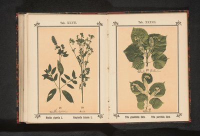 النعناع واليانسون Mentha piperita L. Pimpinella Anisum L. (العنوان على الكائن) بواسطة جيه كوسل